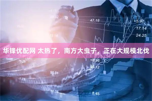 华锋优配网 太热了，南方大虫子，正在大规模北伐